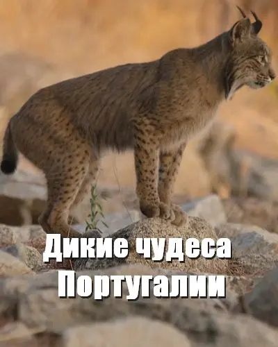 Дикие чудеса Португалии (2025)