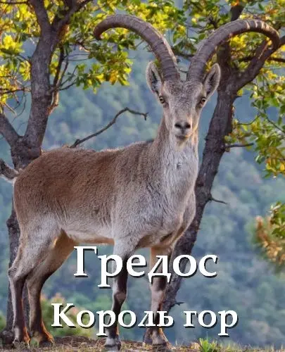 Гредос - Король гор (2025)